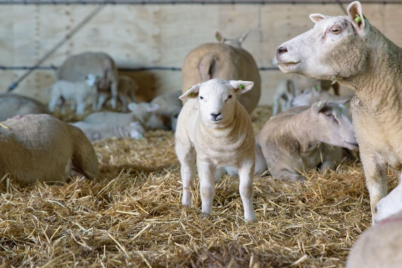 Lambing season Facebook post